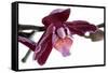 Phalaenopsis Taida Peael2-Fabio Petroni-Framed Stretched Canvas