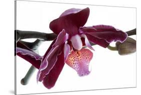 Phalaenopsis Taida Peael2-Fabio Petroni-Stretched Canvas