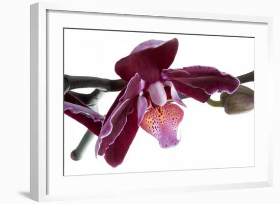 Phalaenopsis Taida Peael2-Fabio Petroni-Framed Photographic Print