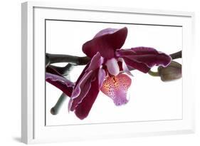 Phalaenopsis Taida Peael2-Fabio Petroni-Framed Photographic Print