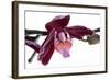 Phalaenopsis Taida Peael2-Fabio Petroni-Framed Photographic Print