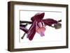 Phalaenopsis Taida Peael2-Fabio Petroni-Framed Photographic Print