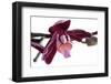 Phalaenopsis Taida Peael2-Fabio Petroni-Framed Photographic Print