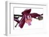 Phalaenopsis Taida Peael2-Fabio Petroni-Framed Photographic Print