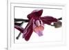 Phalaenopsis Taida Peael2-Fabio Petroni-Framed Photographic Print