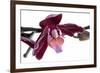 Phalaenopsis Taida Peael2-Fabio Petroni-Framed Photographic Print