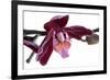 Phalaenopsis Taida Peael2-Fabio Petroni-Framed Photographic Print