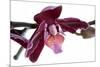 Phalaenopsis Taida Peael2-Fabio Petroni-Mounted Photographic Print