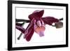 Phalaenopsis Taida Peael2-Fabio Petroni-Framed Photographic Print