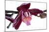 Phalaenopsis Taida Peael2-Fabio Petroni-Mounted Photographic Print