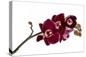 Phalaenopsis Taida Pearl4-Fabio Petroni-Stretched Canvas