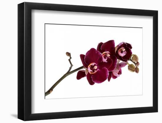 Phalaenopsis Taida Pearl4-Fabio Petroni-Framed Photographic Print
