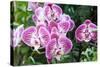 Phalaenopsis-schoolgirl-Stretched Canvas