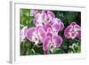 Phalaenopsis-schoolgirl-Framed Photographic Print