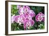 Phalaenopsis-schoolgirl-Framed Photographic Print