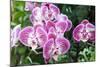 Phalaenopsis-schoolgirl-Mounted Photographic Print