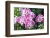 Phalaenopsis-schoolgirl-Framed Photographic Print