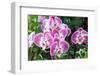 Phalaenopsis-schoolgirl-Framed Photographic Print