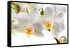 Phalanopsis Timothy Christopher1-Fabio Petroni-Framed Stretched Canvas