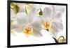 Phalanopsis Timothy Christopher1-Fabio Petroni-Framed Premium Photographic Print