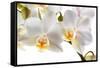 Phalanopsis Timothy Christopher1-Fabio Petroni-Framed Stretched Canvas