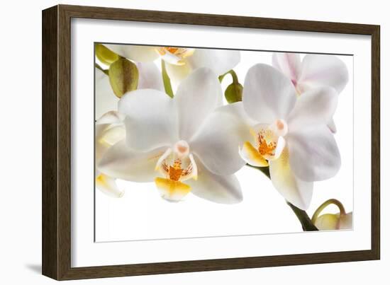 Phalanopsis Timothy Christopher1-Fabio Petroni-Framed Photographic Print