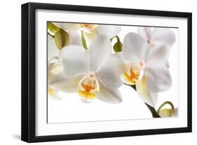 Phalanopsis Timothy Christopher1-Fabio Petroni-Framed Photographic Print