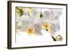 Phalanopsis Timothy Christopher1-Fabio Petroni-Framed Photographic Print