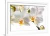 Phalanopsis Timothy Christopher1-Fabio Petroni-Framed Photographic Print