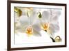 Phalanopsis Timothy Christopher1-Fabio Petroni-Framed Photographic Print