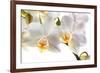 Phalanopsis Timothy Christopher1-Fabio Petroni-Framed Photographic Print