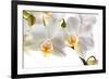 Phalanopsis Timothy Christopher1-Fabio Petroni-Framed Photographic Print