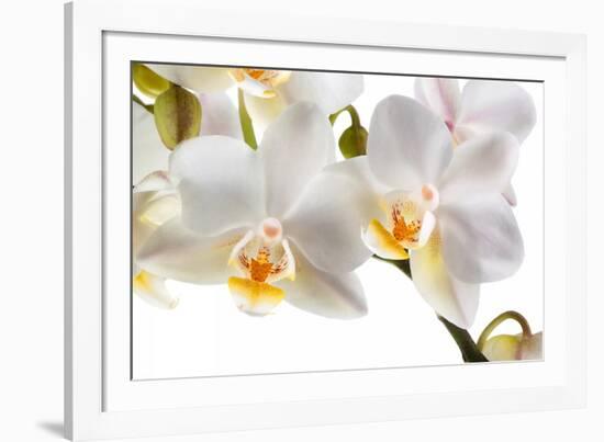 Phalanopsis Timothy Christopher1-Fabio Petroni-Framed Photographic Print