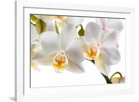 Phalanopsis Timothy Christopher1-Fabio Petroni-Framed Photographic Print