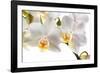 Phalanopsis Timothy Christopher1-Fabio Petroni-Framed Photographic Print