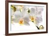 Phalanopsis Timothy Christopher1-Fabio Petroni-Framed Photographic Print