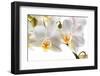 Phalanopsis Timothy Christopher1-Fabio Petroni-Framed Photographic Print