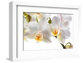 Phalanopsis Timothy Christopher1-Fabio Petroni-Framed Photographic Print