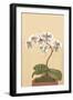 Phalenopsis Schilleriana-H.g. Moon-Framed Art Print