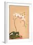 Phalenopsis Stuartiana; Philippine Orchid-H.g. Moon-Framed Art Print