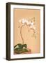 Phalenopsis Stuartiana; Philippine Orchid-H.g. Moon-Framed Art Print