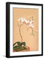 Phalenopsis Stuartiana; Philippine Orchid-H.g. Moon-Framed Art Print