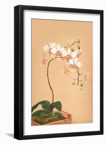 Phalenopsis Stuartiana; Philippine Orchid-H.g. Moon-Framed Art Print