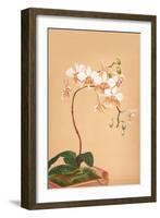 Phalenopsis Stuartiana; Philippine Orchid-H.g. Moon-Framed Art Print