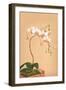 Phalenopsis Stuartiana; Philippine Orchid-H.g. Moon-Framed Art Print