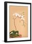 Phalenopsis Stuartiana; Philippine Orchid-H.g. Moon-Framed Art Print