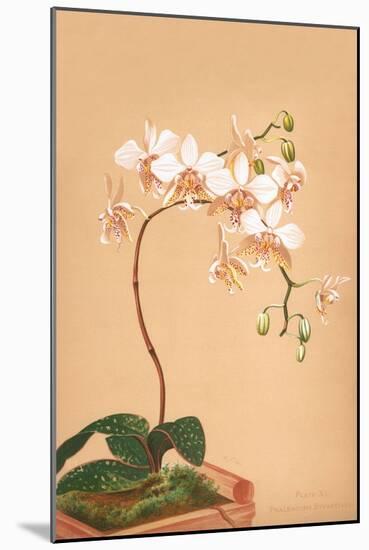 Phalenopsis Stuartiana; Philippine Orchid-H.g. Moon-Mounted Art Print