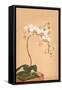 Phalenopsis Stuartiana; Philippine Orchid-H.g. Moon-Framed Stretched Canvas