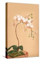 Phalenopsis Stuartiana; Philippine Orchid-H.g. Moon-Stretched Canvas