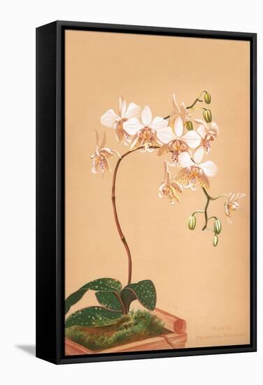Phalenopsis Stuartiana; Philippine Orchid-H.g. Moon-Framed Stretched Canvas